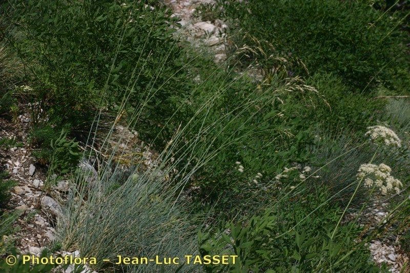 Immergrünes Bartgras 10
