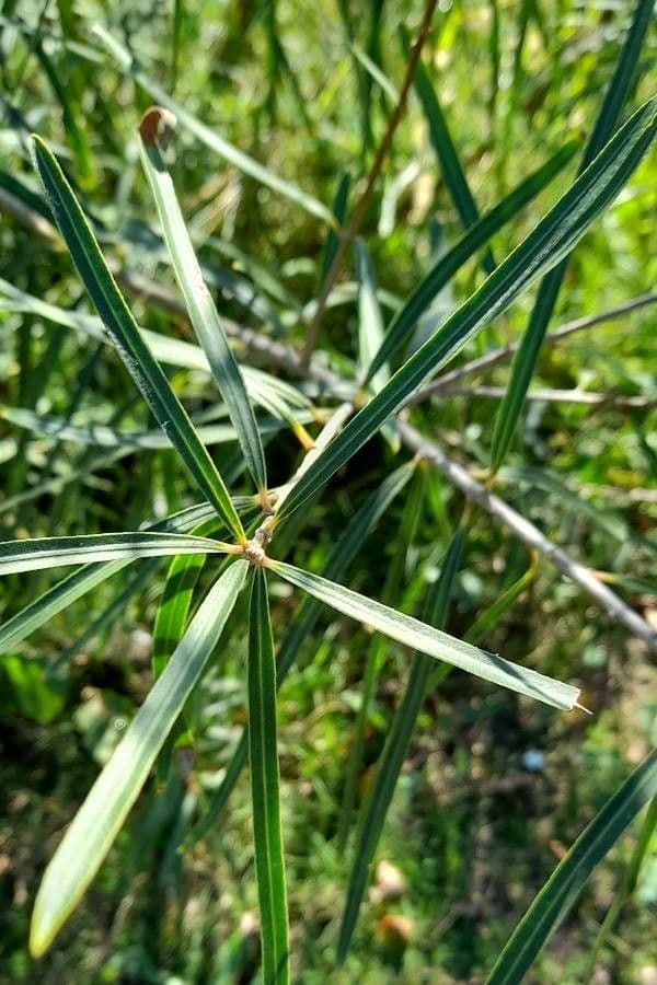 Sapium haematospermum 10