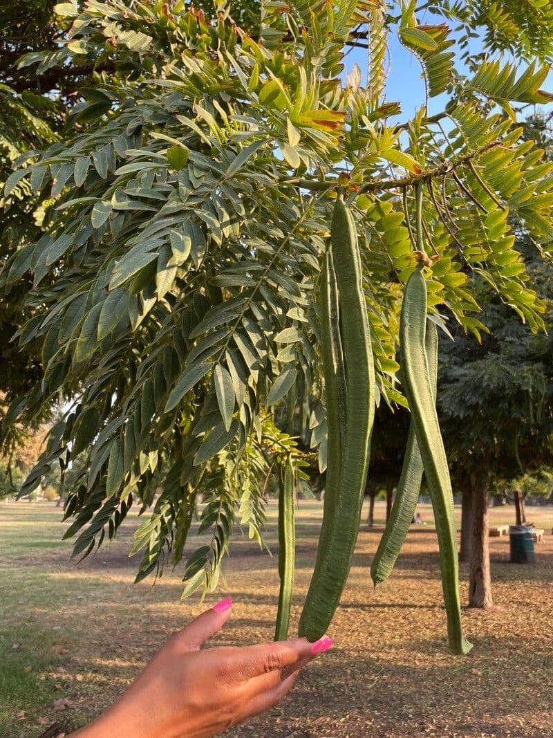 Cassia