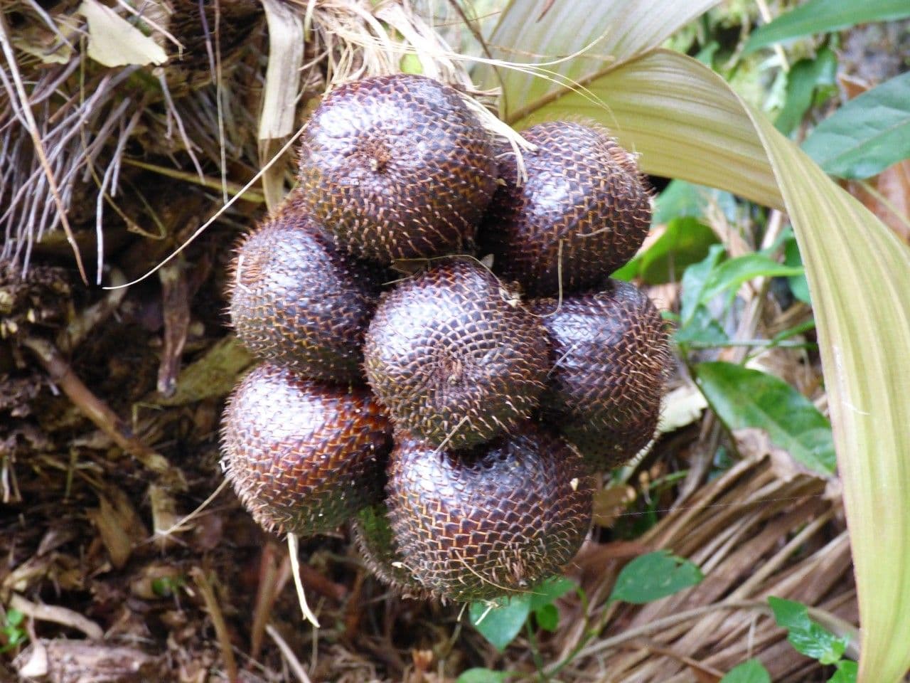 Salak 5