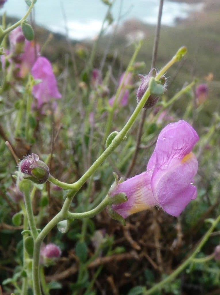 Antirrhinum 3