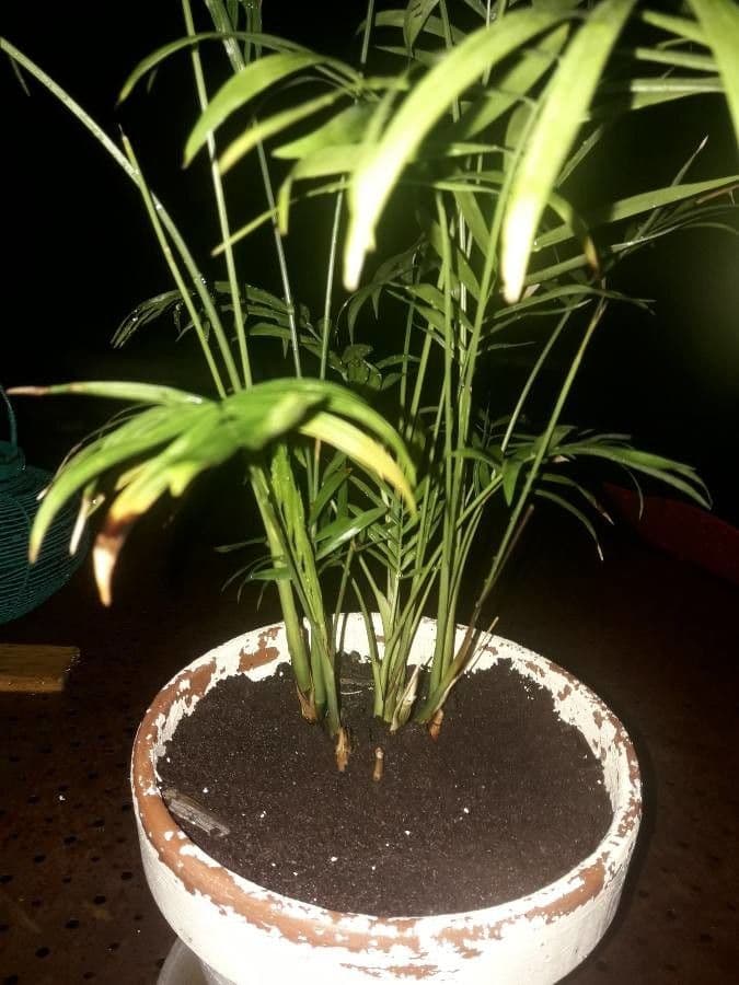 Chamaedorea 12