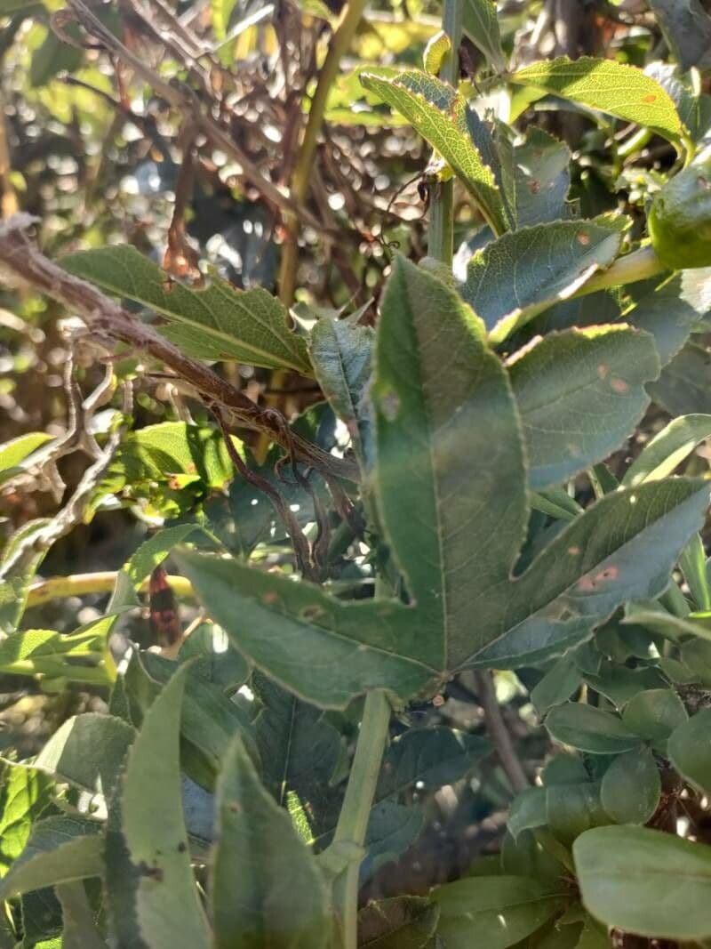 Passiflora mixta 6