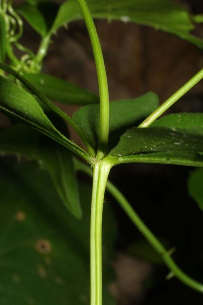 Coreopsis mayor 16