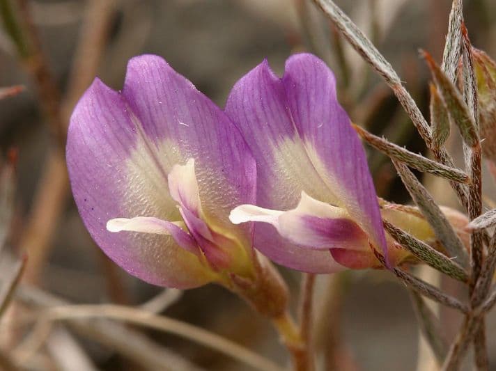 Astragalo 2