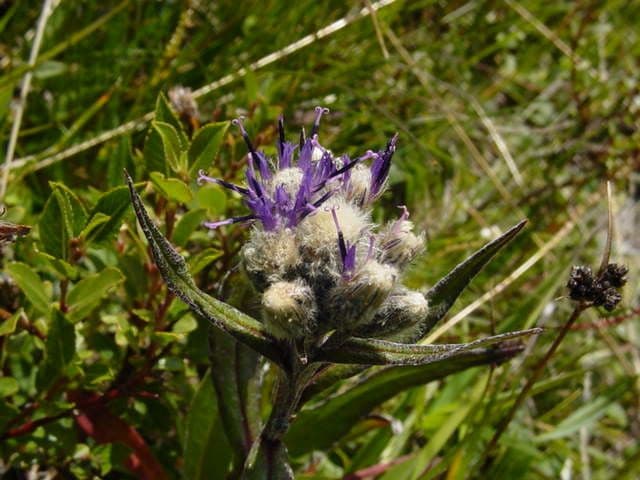 Saussurea 6
