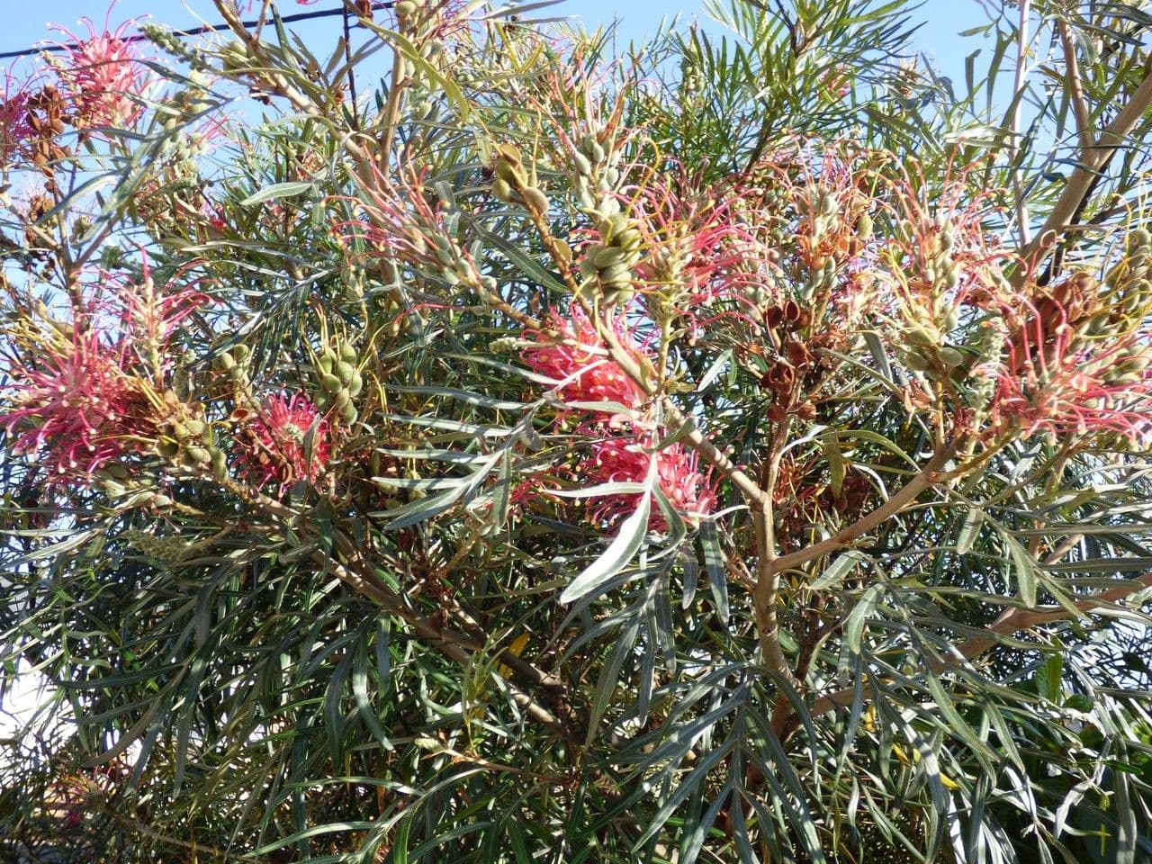 Grevillea 15