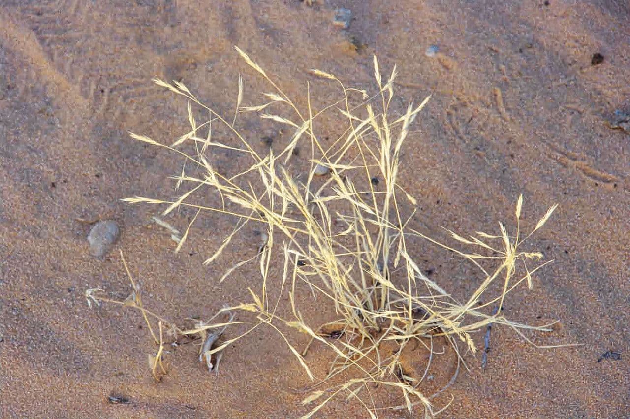 Aristida mutable 4