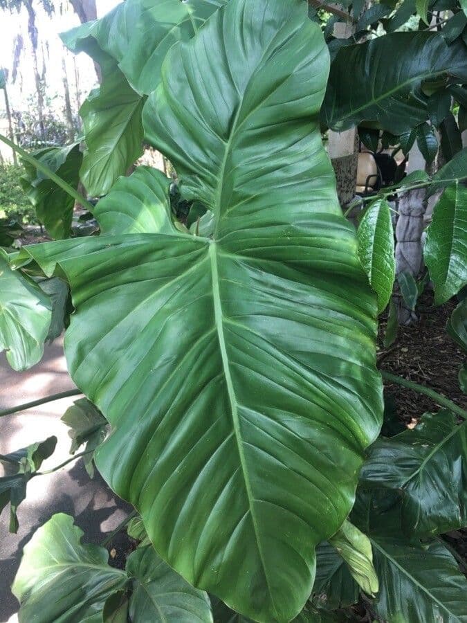 Barrosos Philodendron 4