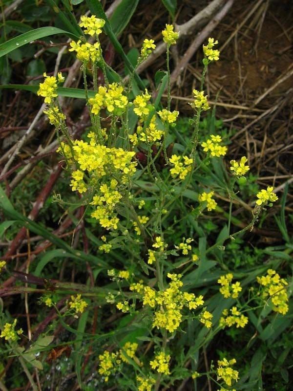 Aurinia petraea 8
