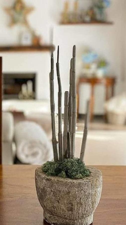 Ceropegia 15