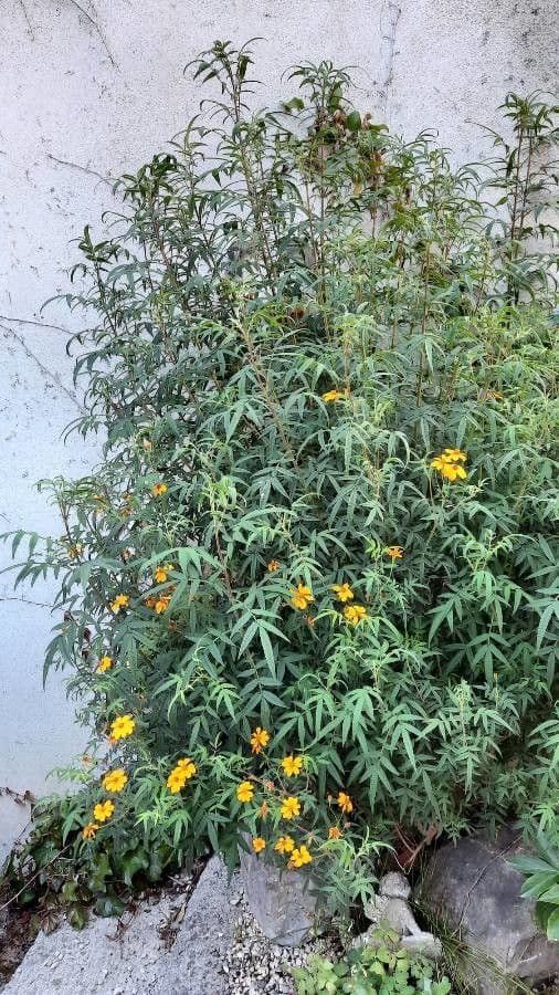 Tagetes 7