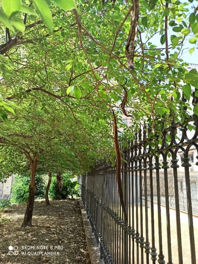 Tabebuia 2