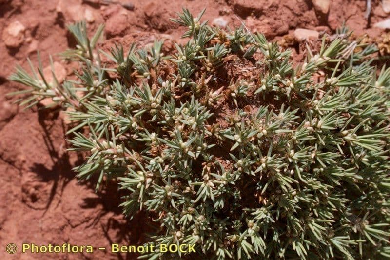 Polycnemum