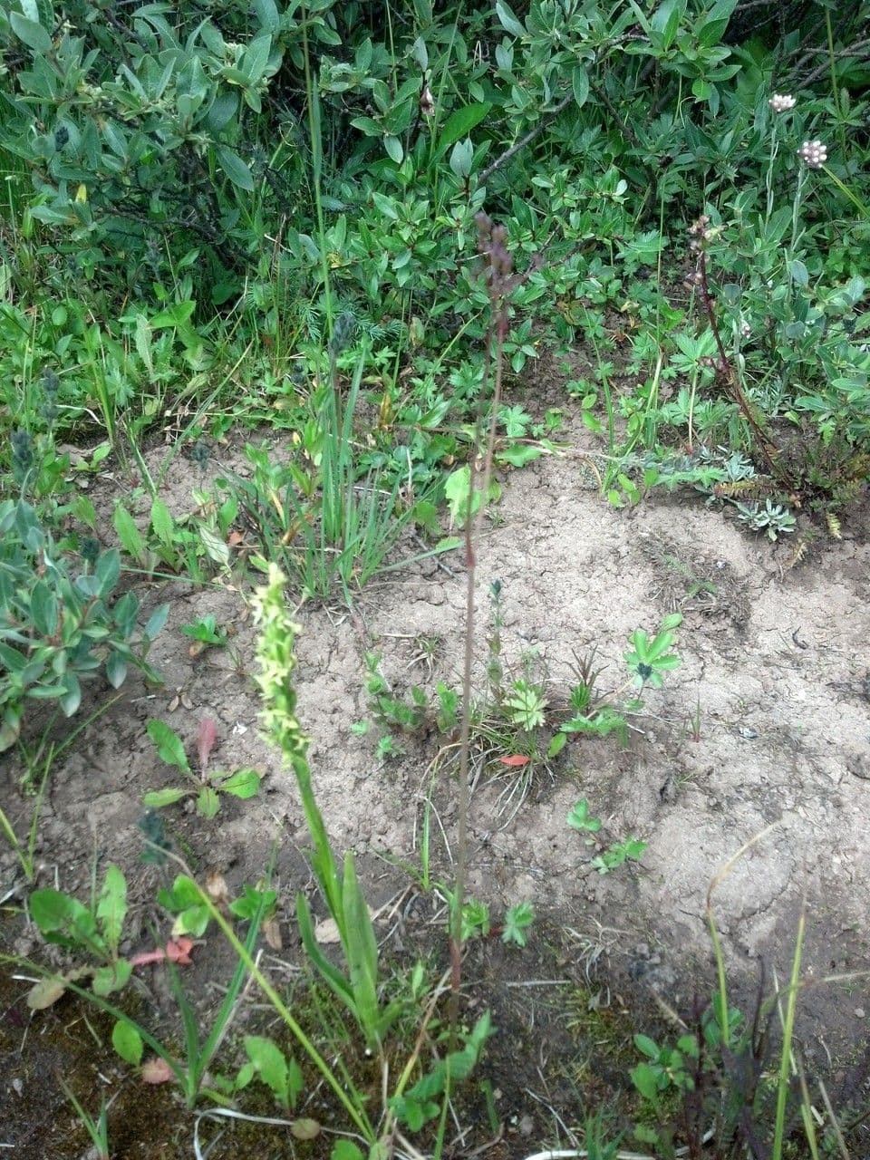 Oxypolis fendleri 5