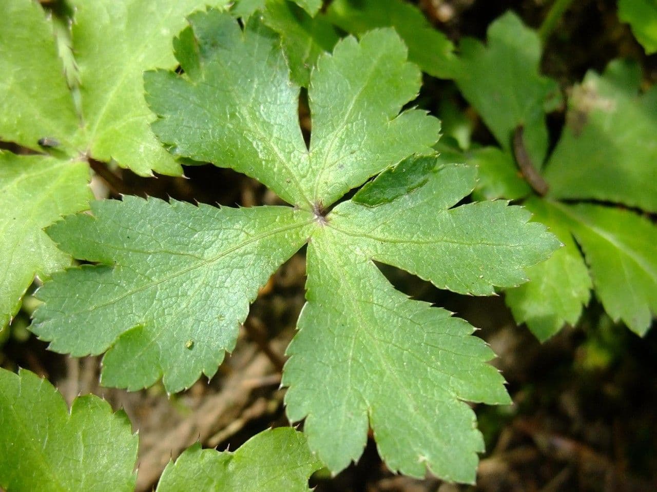 Sanikula 14