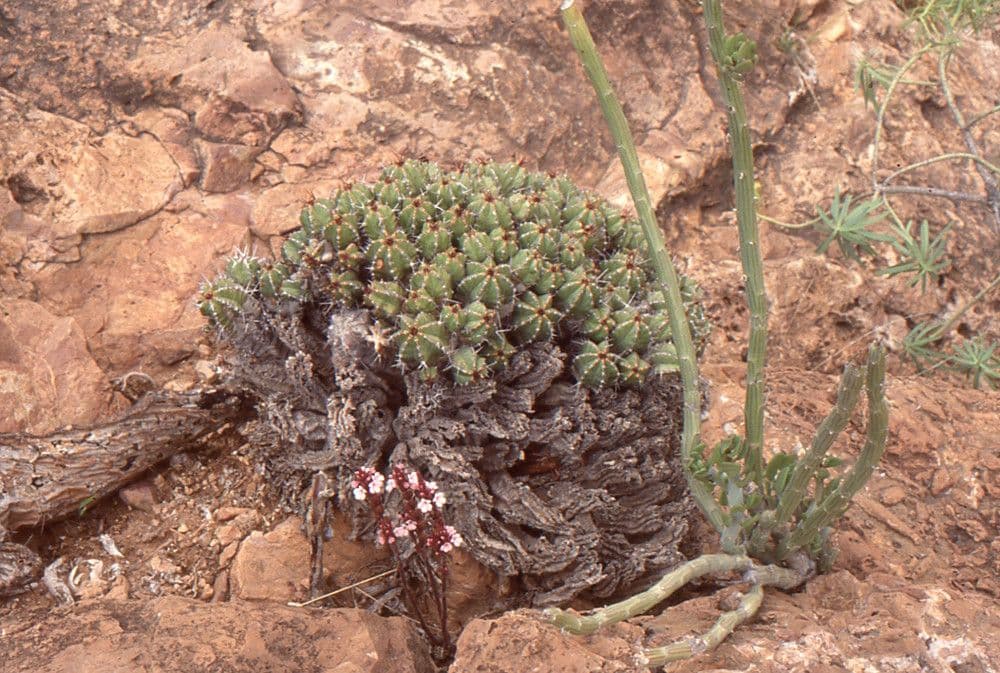 Striga gesnerioides 10