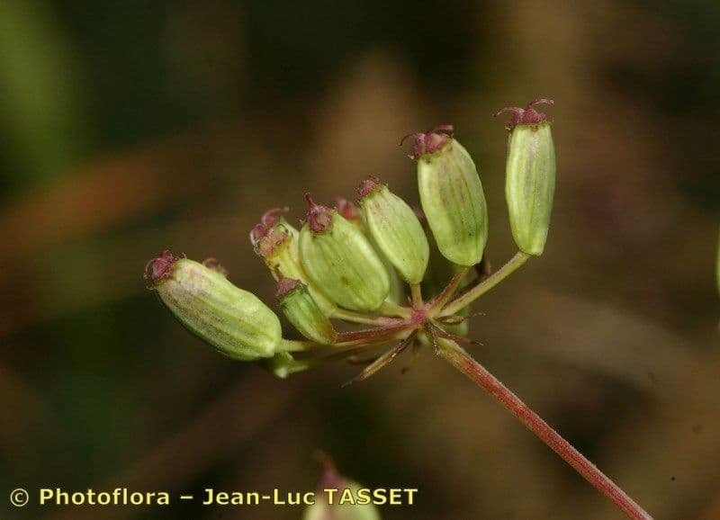 Peucedano gallico