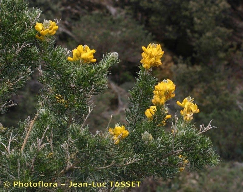 Adenocarpus decorticans 5