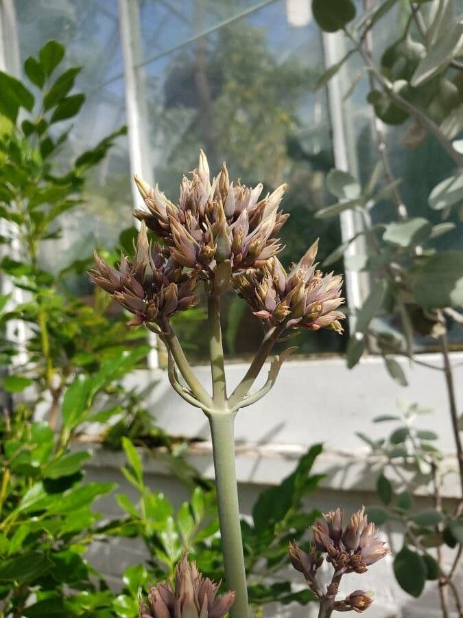 Kalanchoe