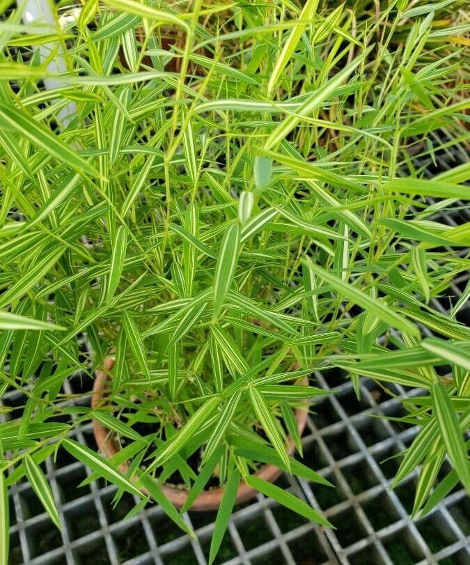 Pogonatherum 2