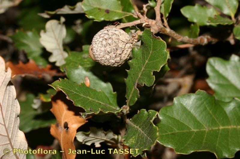 Quercia lusitanica 20