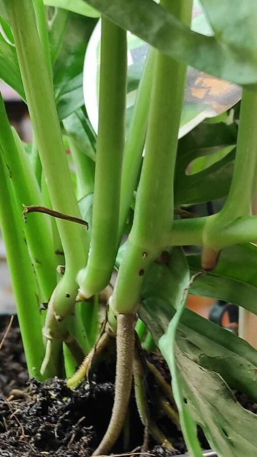 Monstera 7