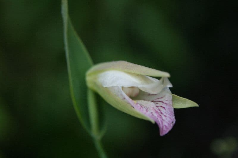 Orchidea 2