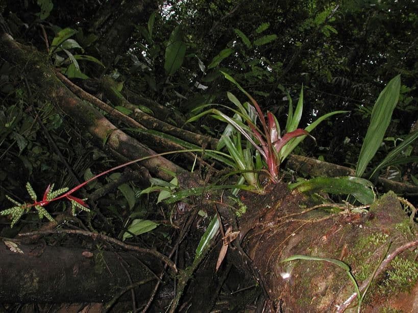 Aechmea 9