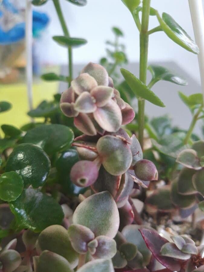 Durchscheinende Dickblatt 3