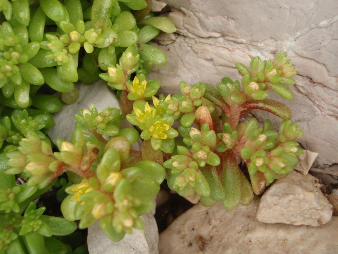 Sedum litorale 9