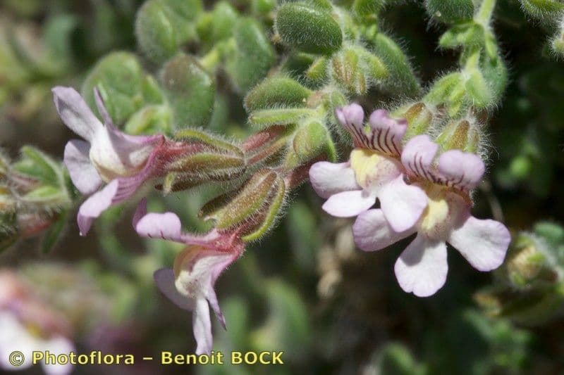 Chaenorhinum villosum 6