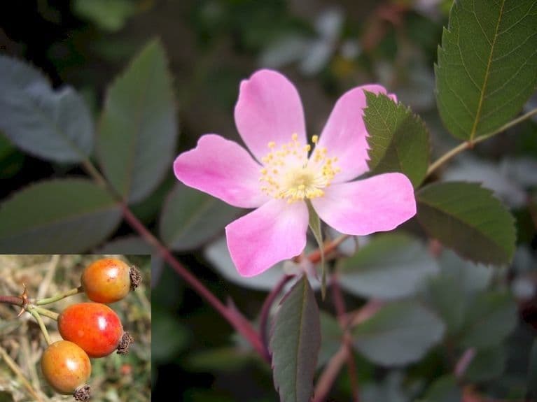 Redleaf rose 7