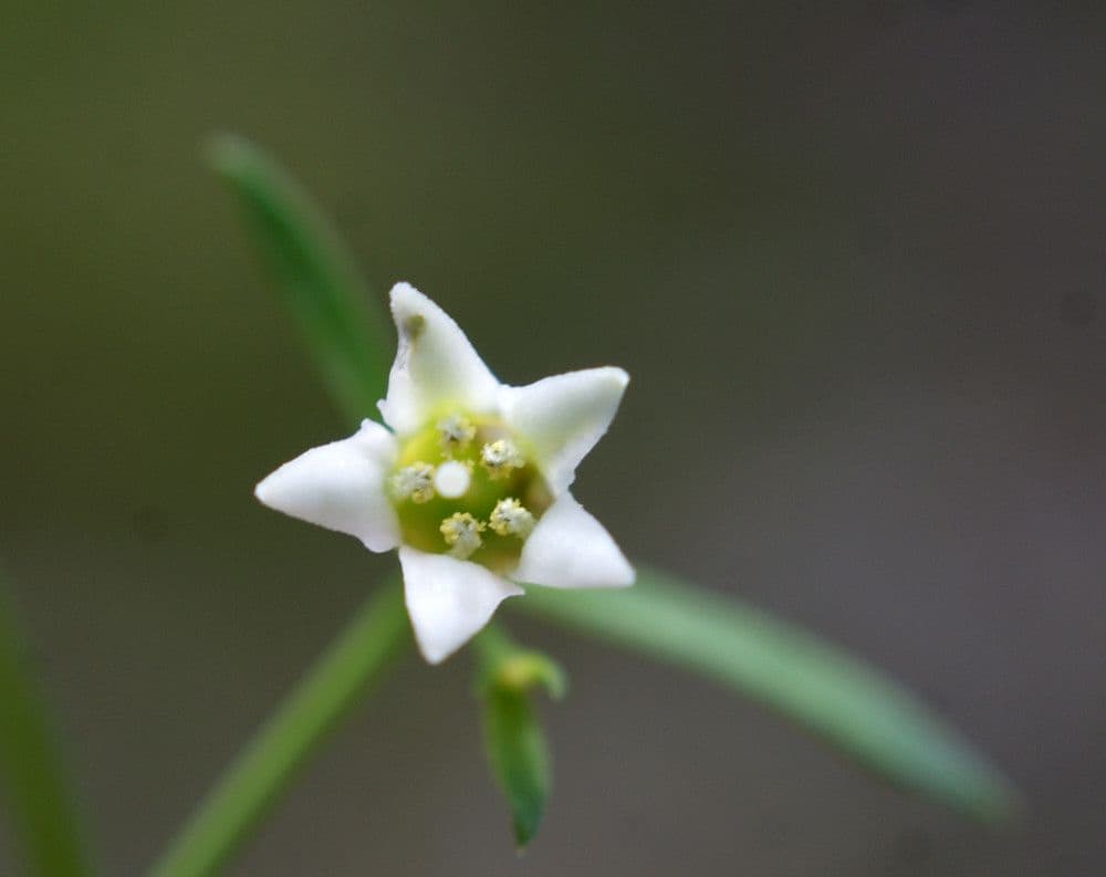 Thesium linofilo 6