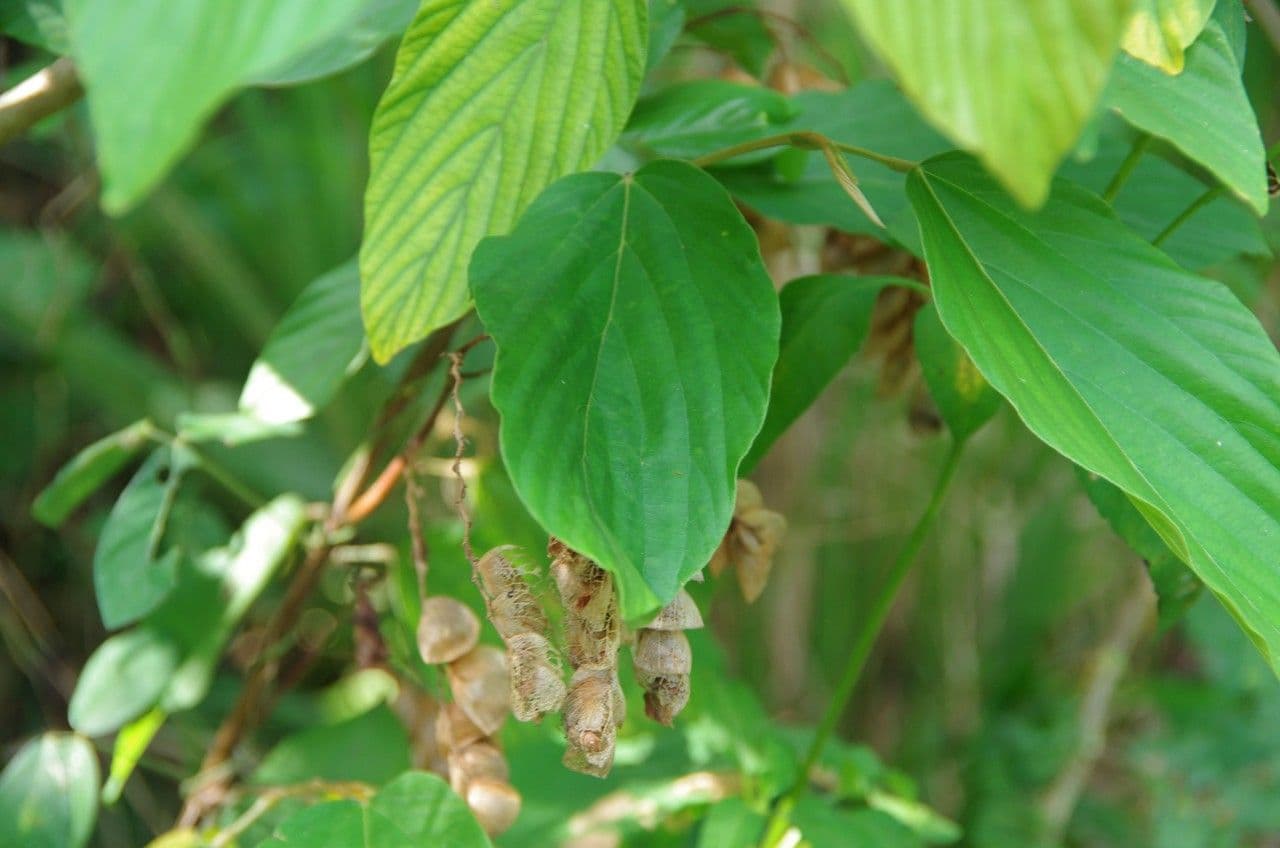 Flemingia strobilifera 19