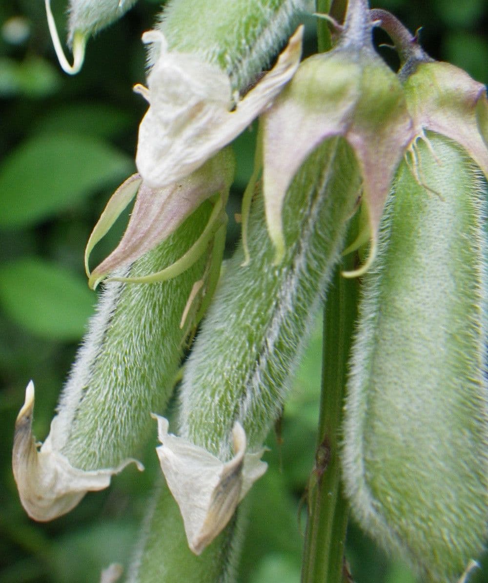 Crotalaria verrucosa 3