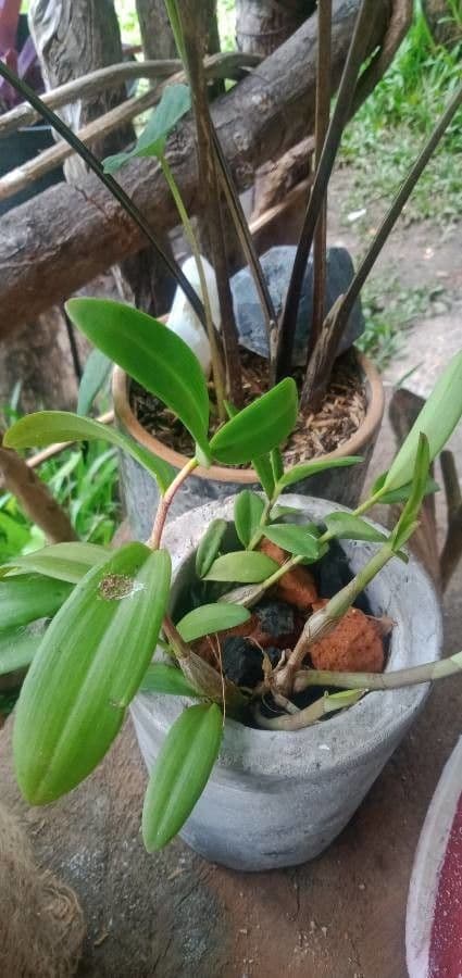 Epidendrum ibaguense 15