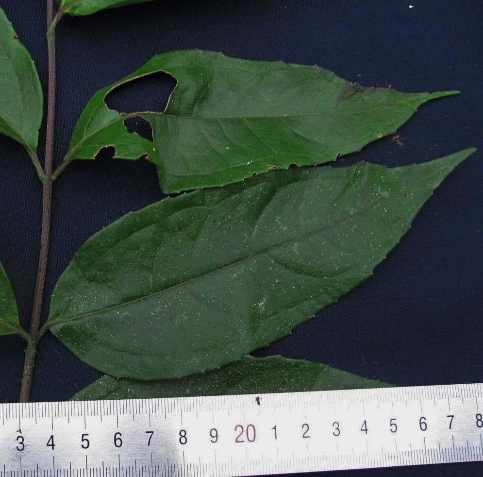 Otopappus
