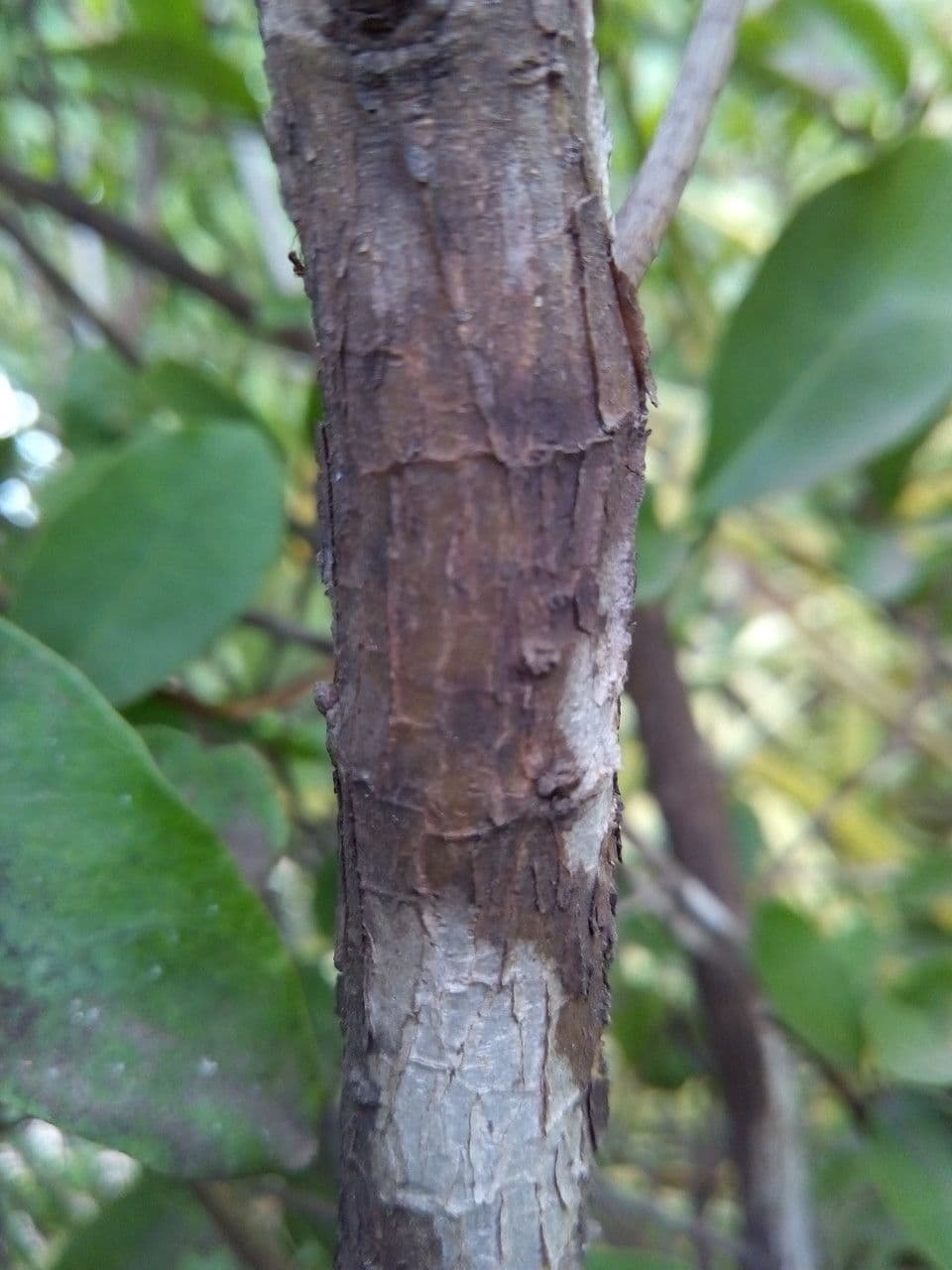 Manaca 23