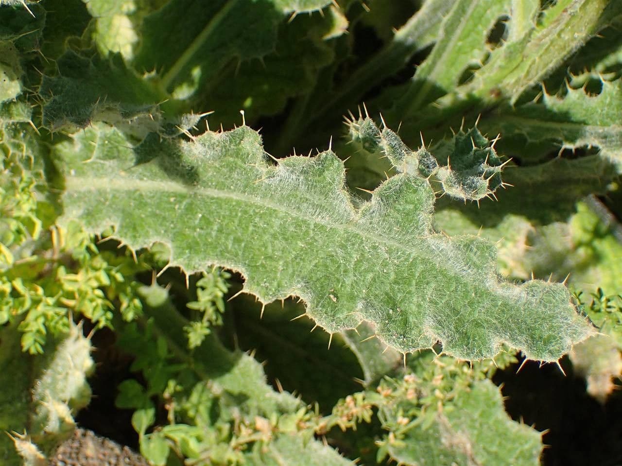 Berkheya purpurea 15
