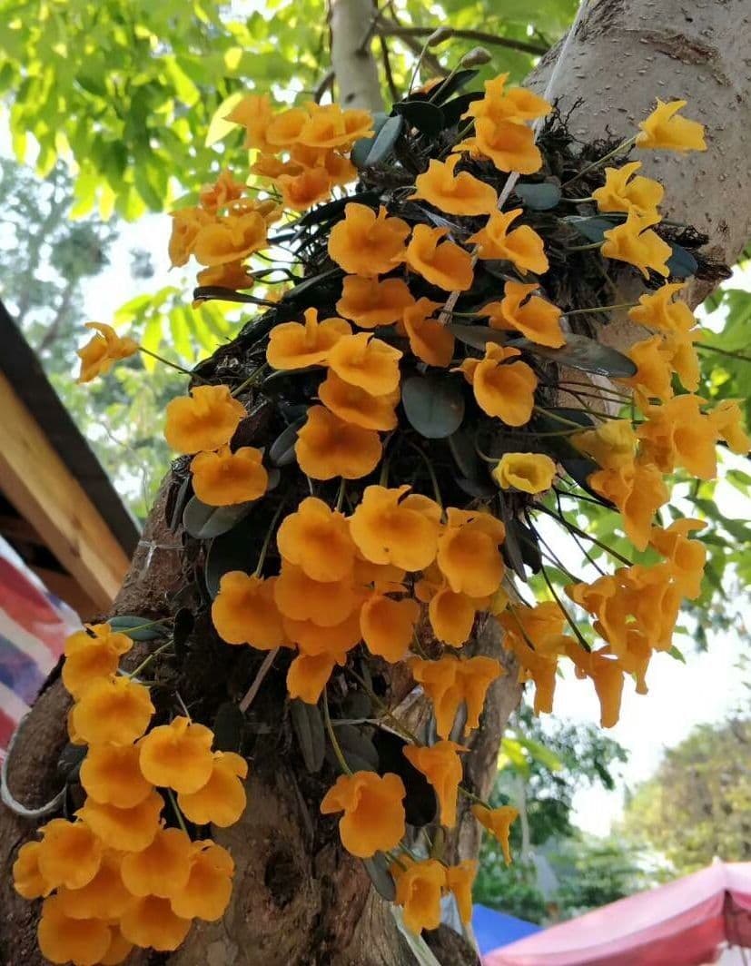 Dendrobium 4