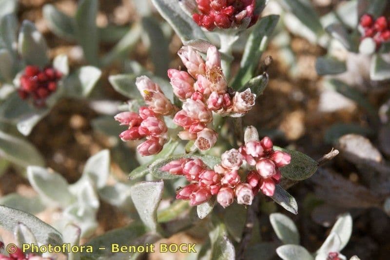 Strohblume 10