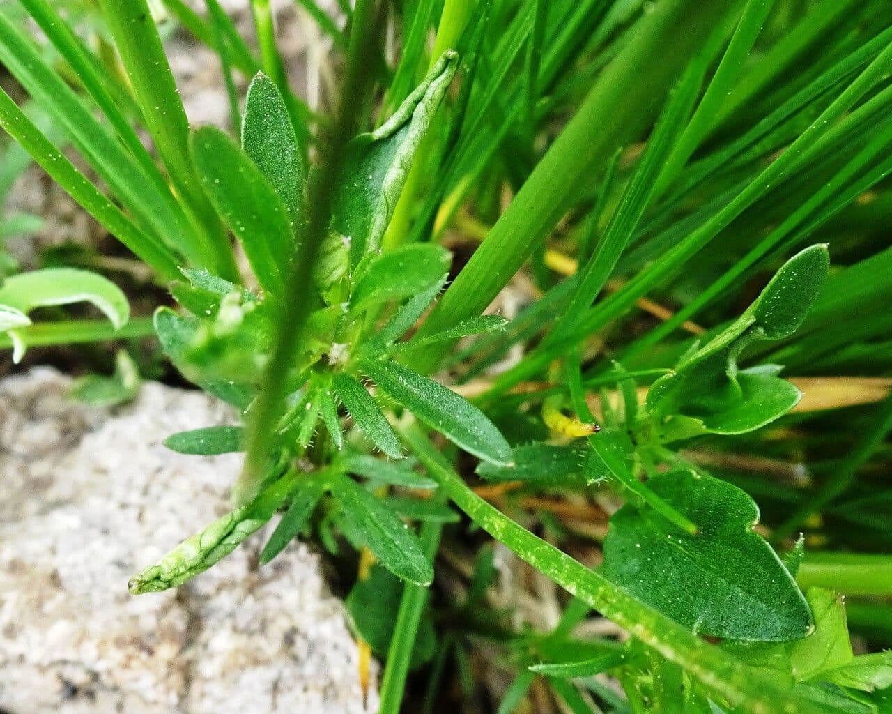 Viola gialla 16