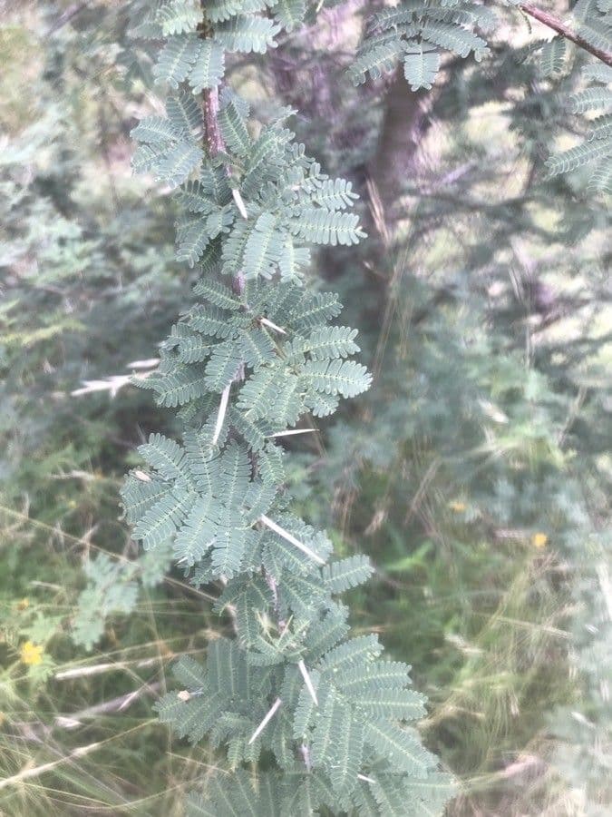 Mimosa spinosa 13