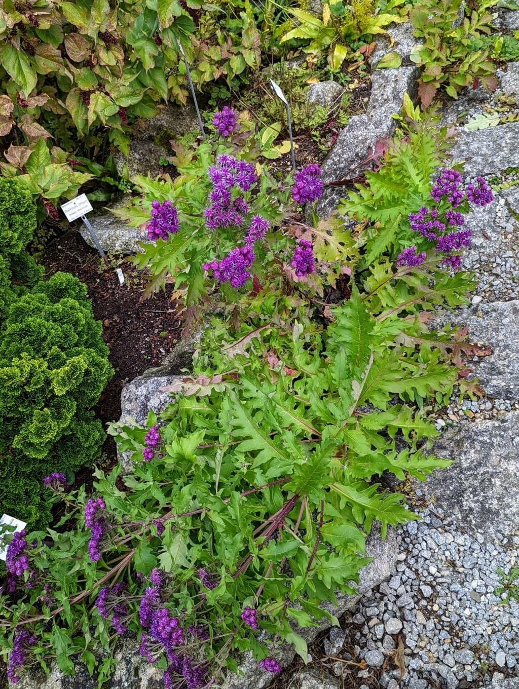 Saussurea pulchella 4