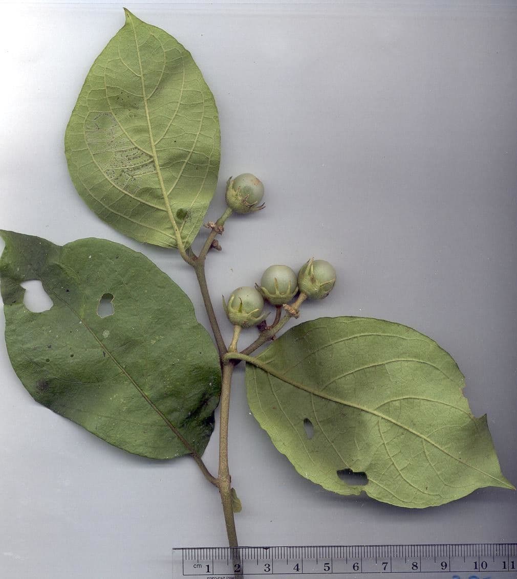 Lycianthes 20