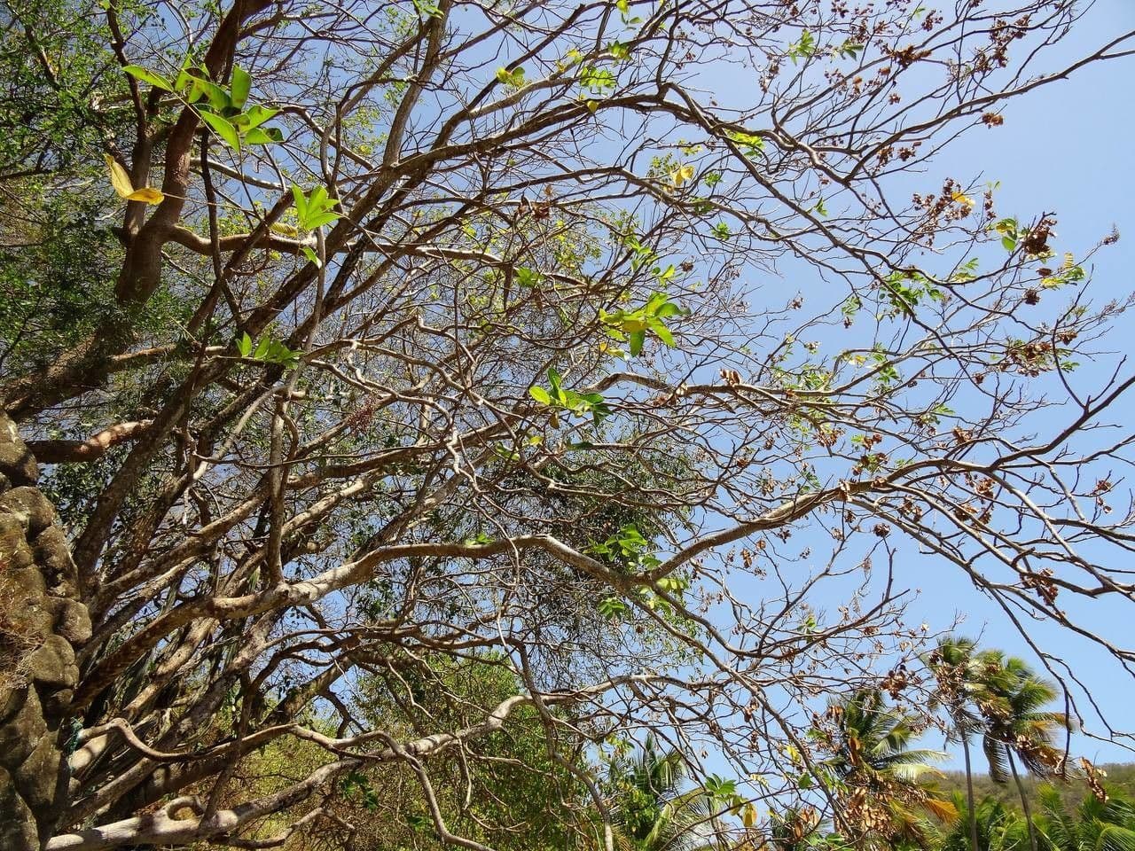 Piscidia carthagenensis 8