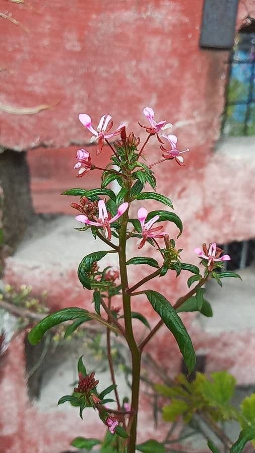 Cuphea racemosa