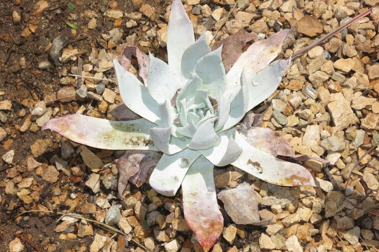 Dudleya Brittonova