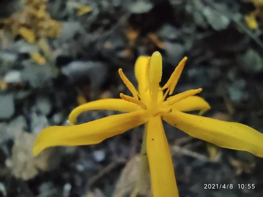 Curculigo